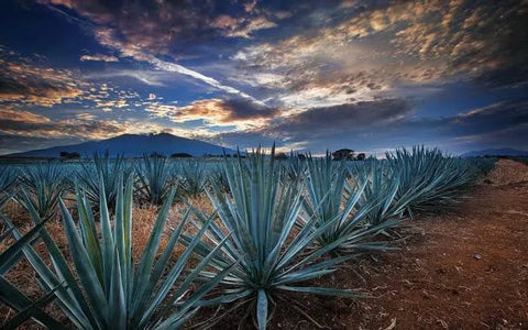 agave