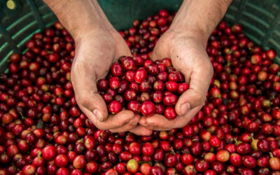 El Café mexicano, en crisis por trasnacionales
